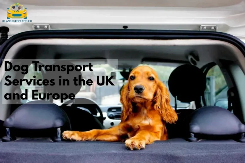 dog transport services