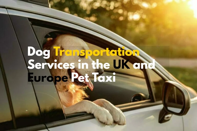 Dog Transportation Services in the UK and Europe Pet Taxi