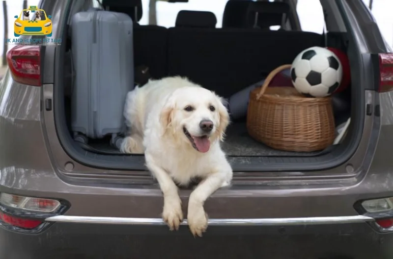 Door to Door Dog Transportation Services in UK and Europe