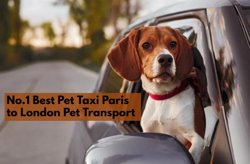 Pet Taxi Paris to London Pet Transport