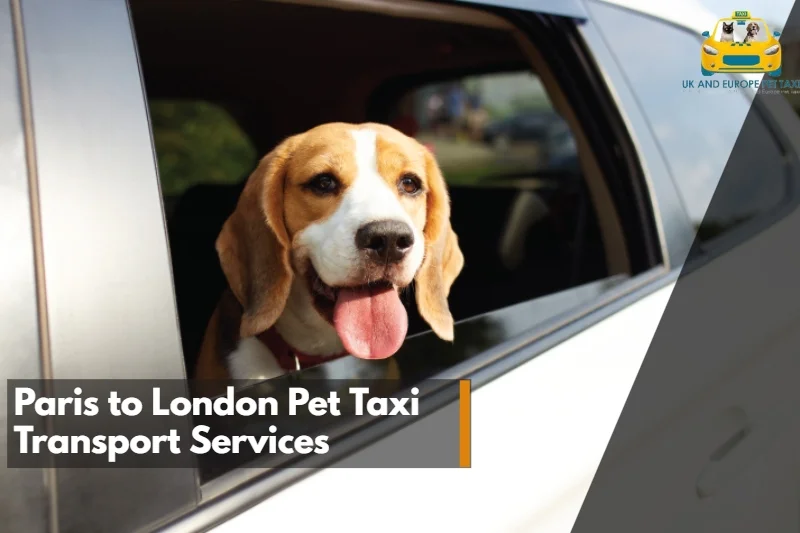 Paris to London Pet Taxi Transport Services