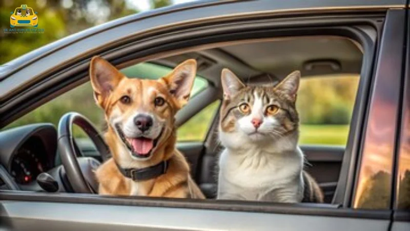 pet transport UK