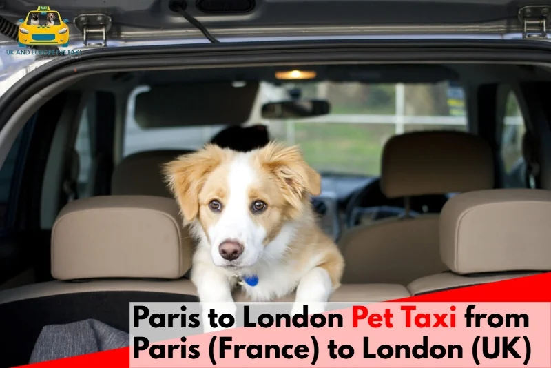 Paris to London Pet Taxi from Paris (France) to London (UK)