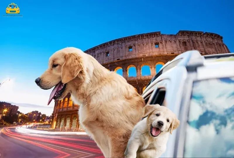 Pet Taxi Europe and UK