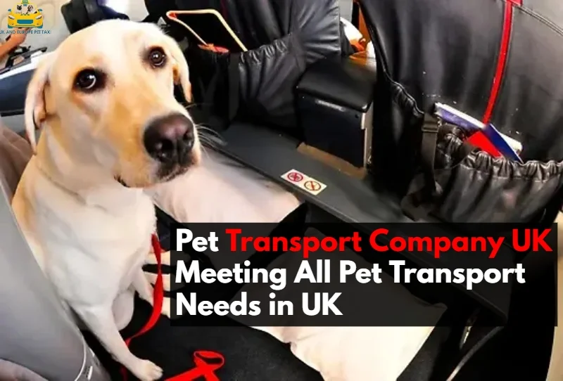 Pet Transport Company UK Meeting All Pet Transport Needs in UK