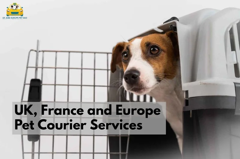 Pet Courier Services