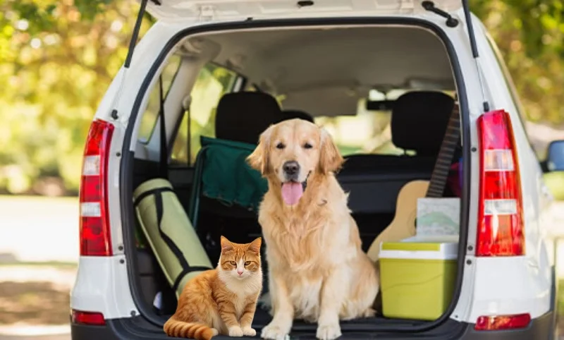 Pet Taxi France to UK