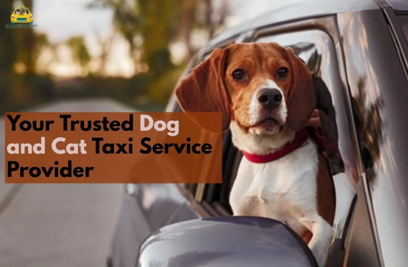 Your Trusted Dog and Cat Taxi Service Provider