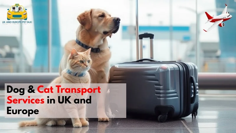 dog and cat transport services in UK and Europe