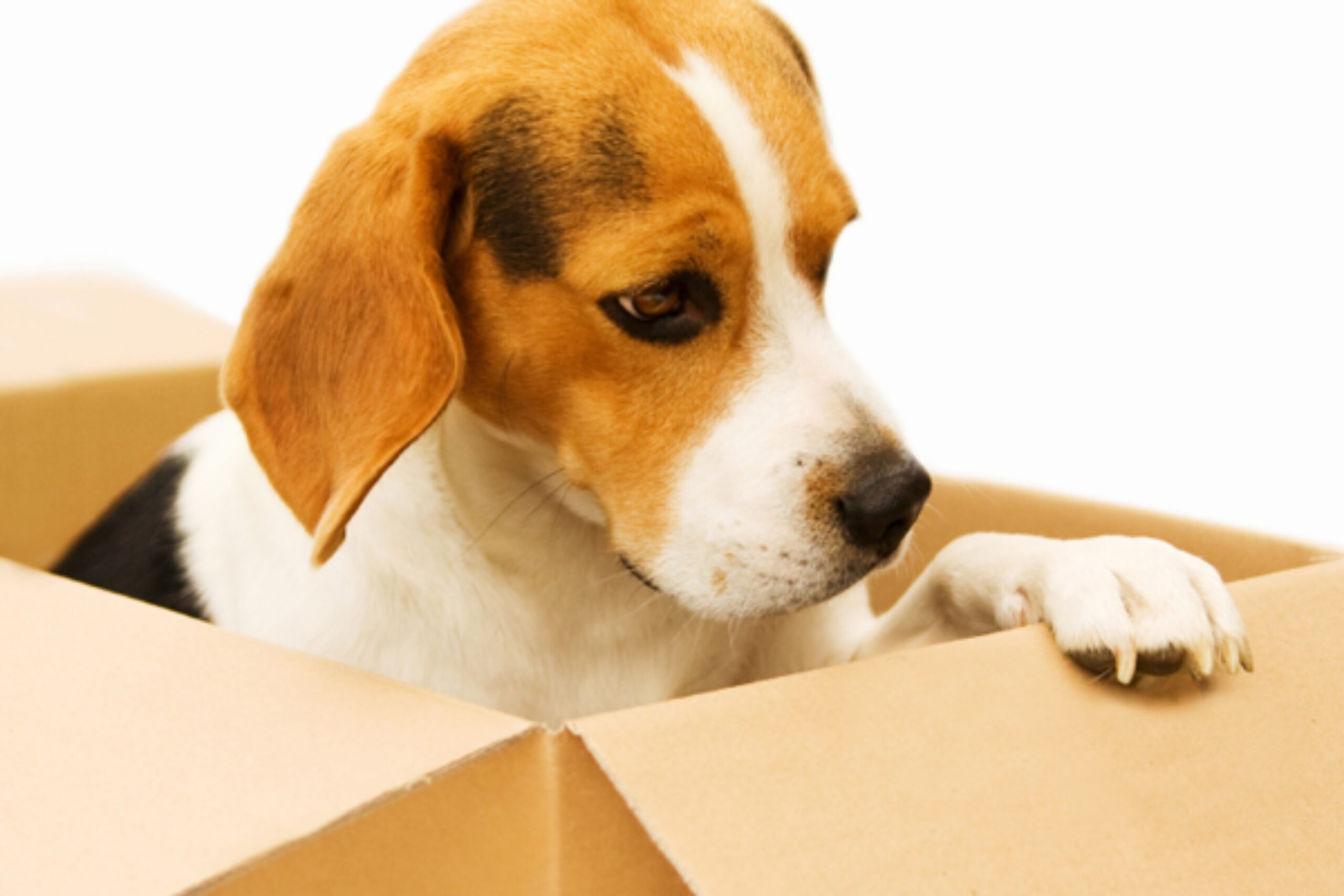 Read more about the article Pet Taxi Services Across the UK, France, and Europe Best Guide