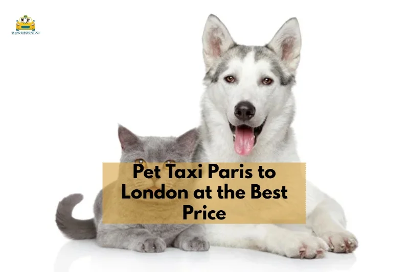 pet taxi