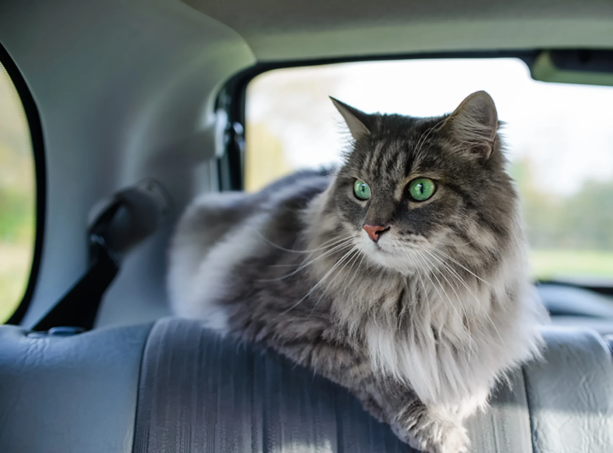 Read more about the article How Eurotunnel Pet Couriers Services Make Traveling with Pets Easy