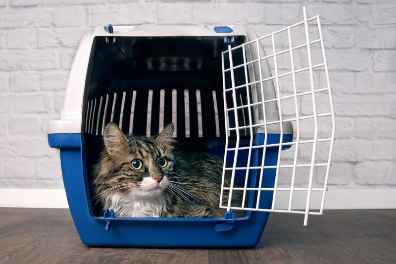 Cat Transportation in UK