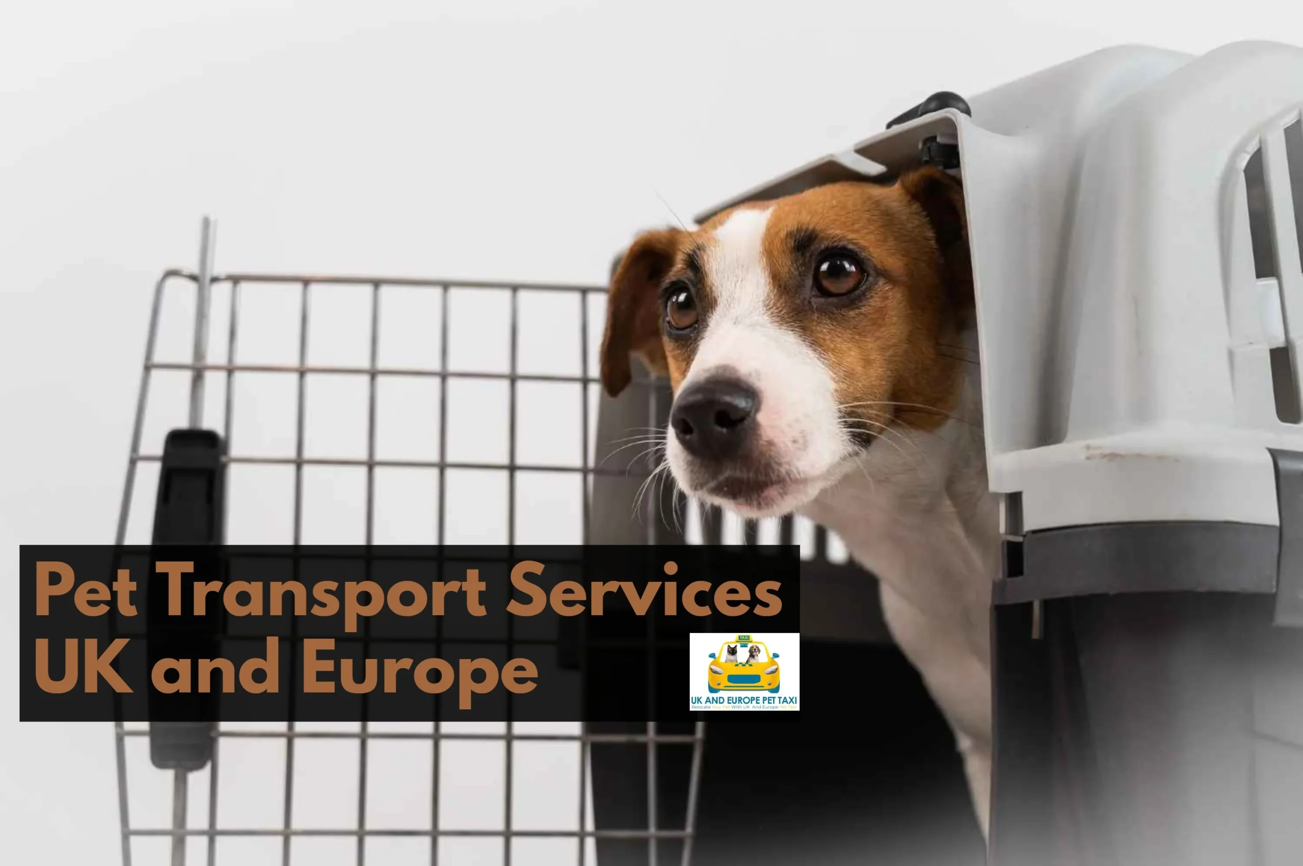 pet transport services