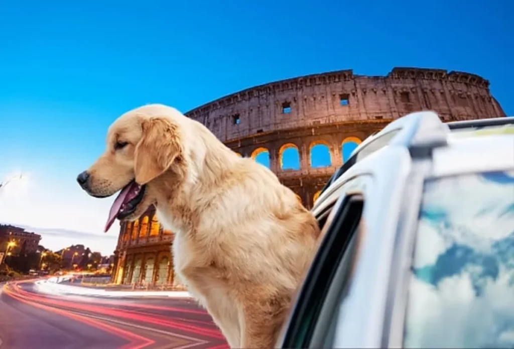 Pet Transport and Pet Relocation Between Europe & UK