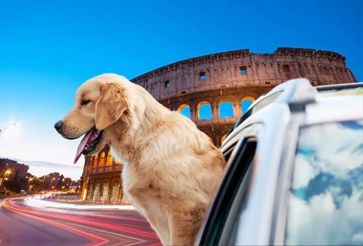 Pet Transport and Pet Relocation Between Europe & UK