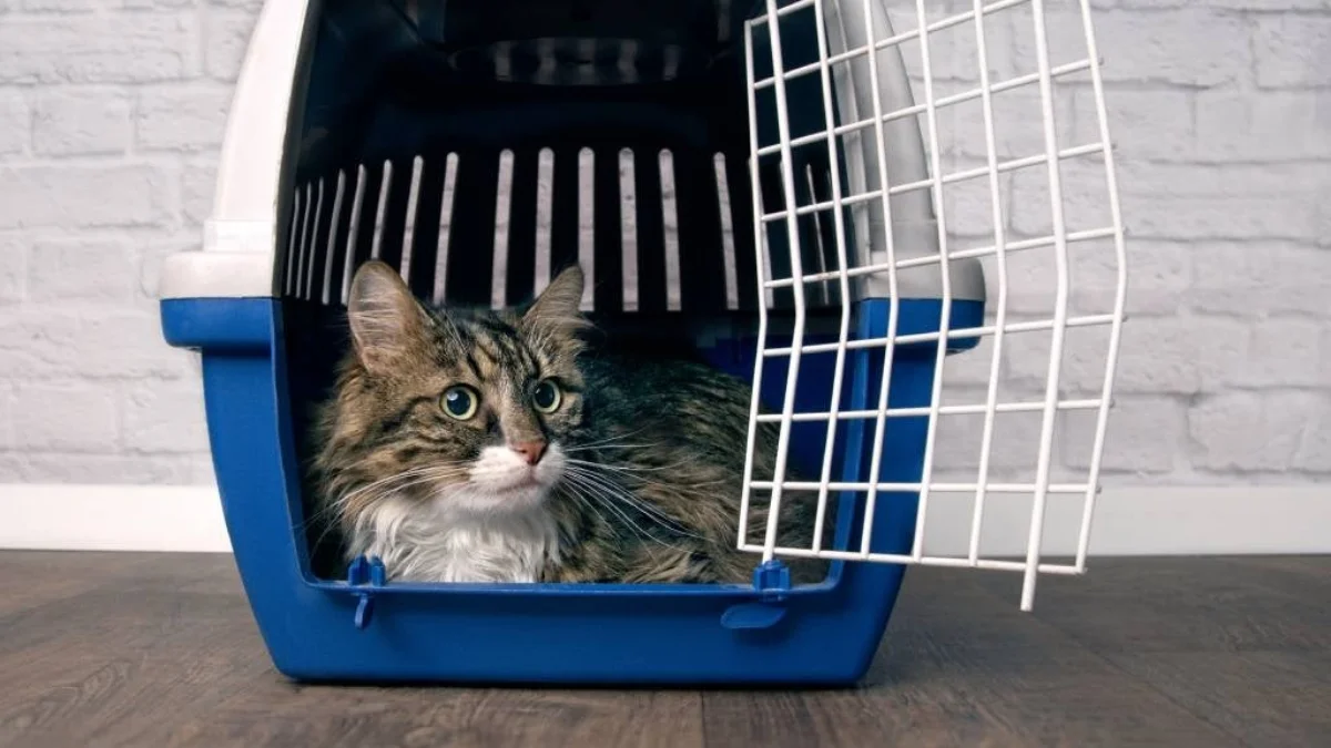 cat transport services