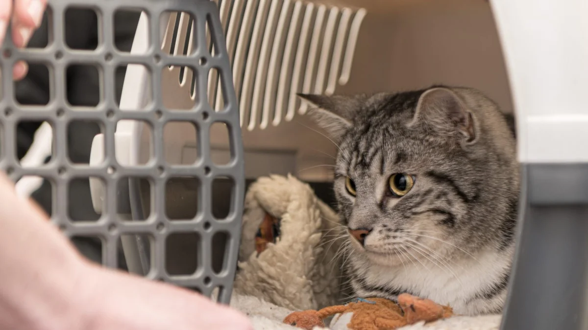 pet taxi services Hong Kong