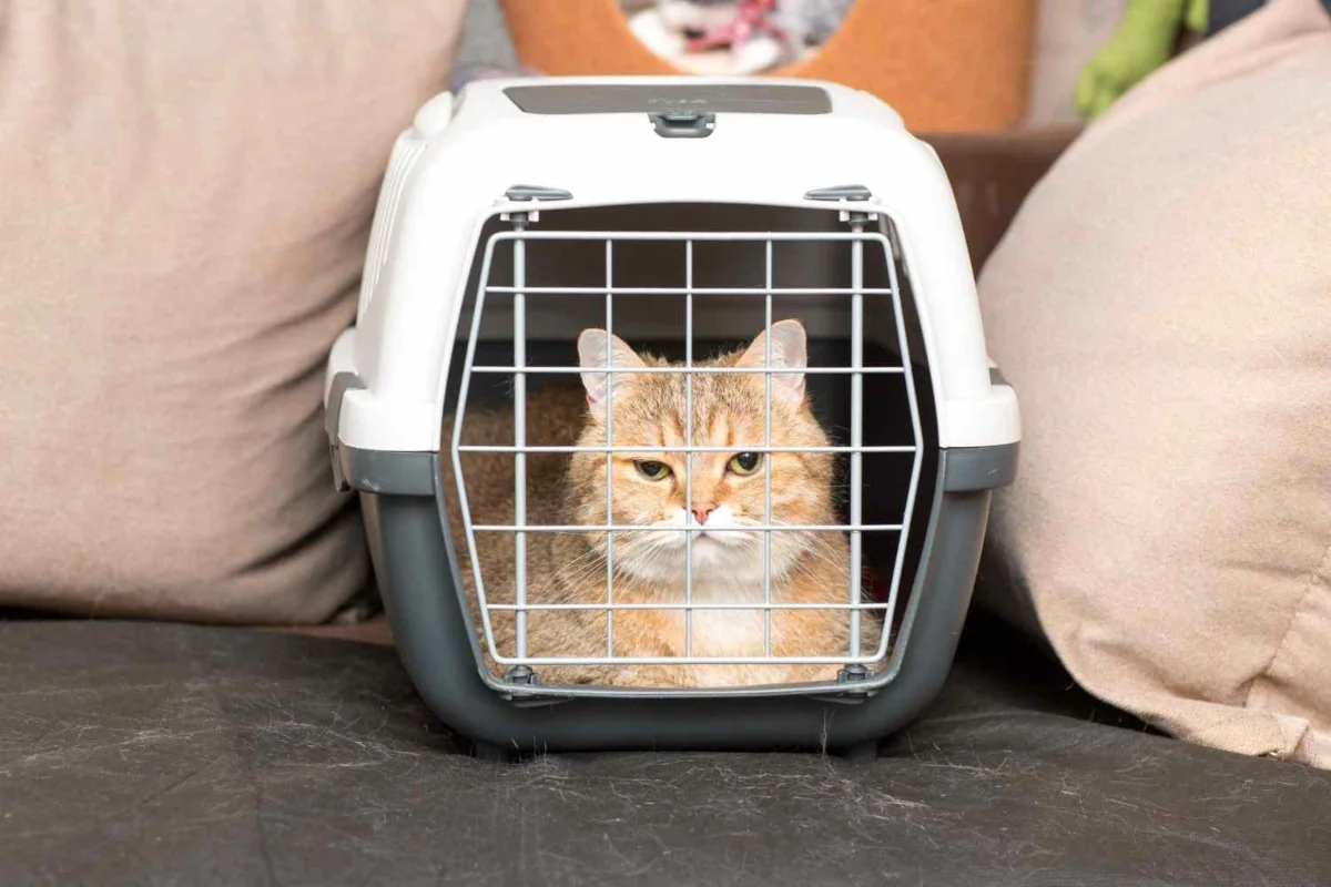 pet transportation