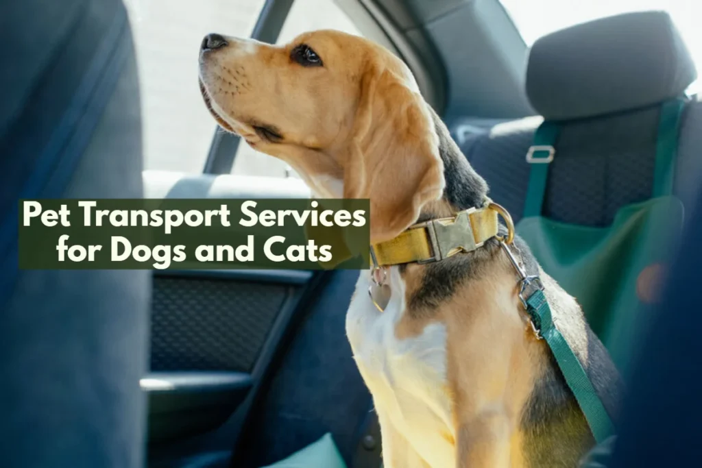 pet transport services