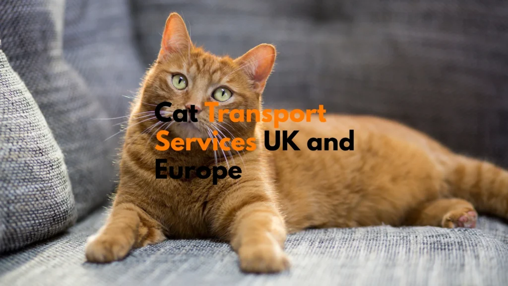 cat transport services