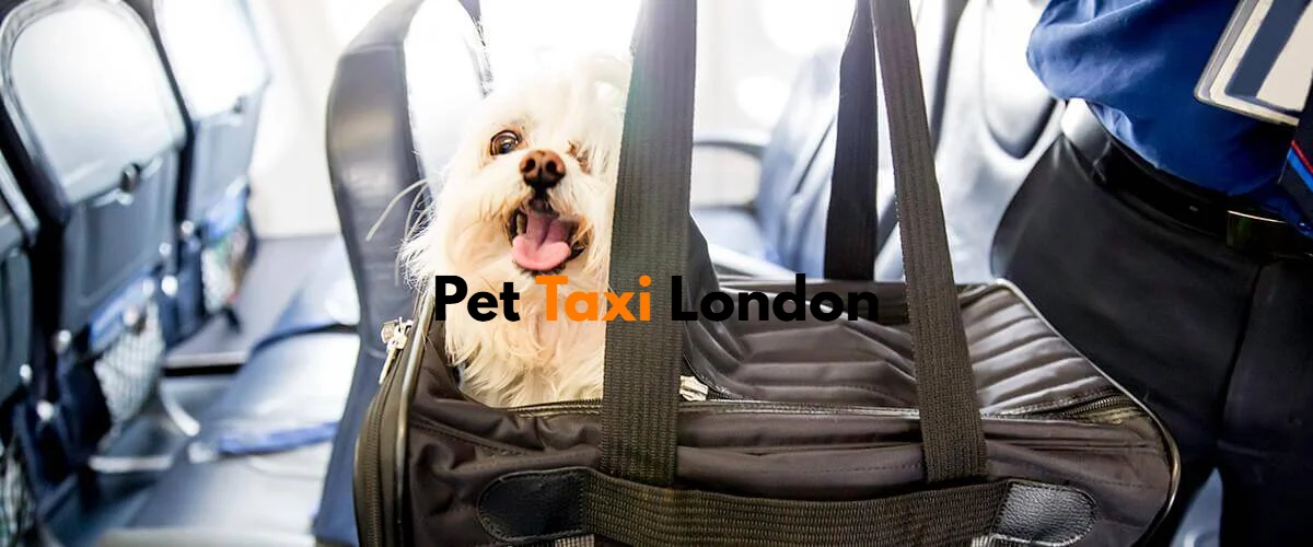 pet taxi London