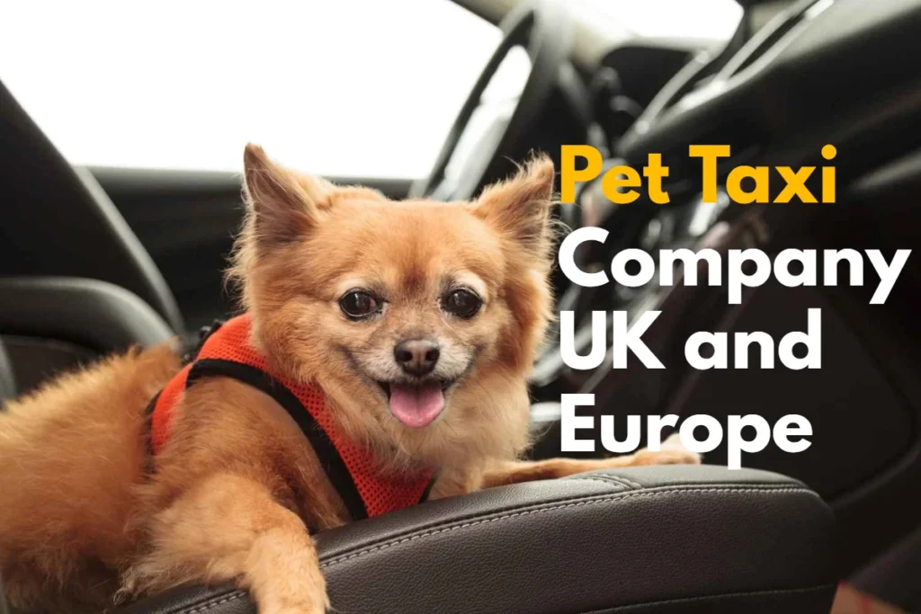 pet taxi company