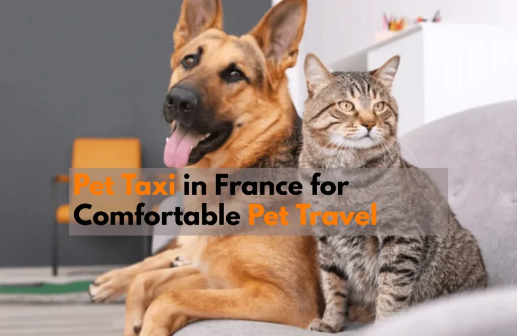 pet taxi in France