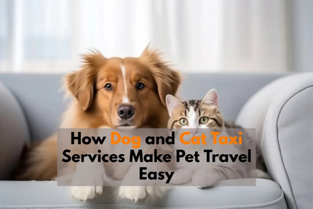 dog and cat taxi services