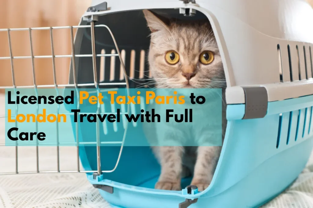 Pet Taxi Paris to London