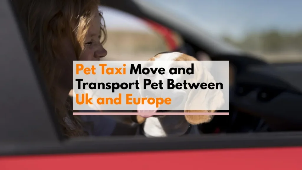 Pet Taxi
