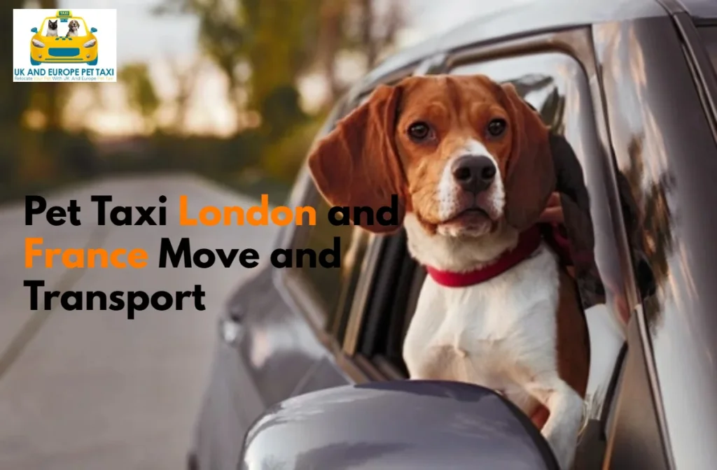 pet taxi London