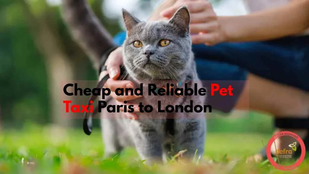 Cheap and Reliable Pet Taxi Paris to London