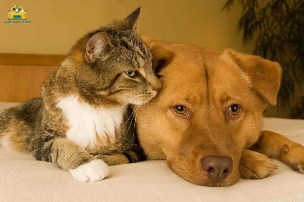 dog and cat taxi services