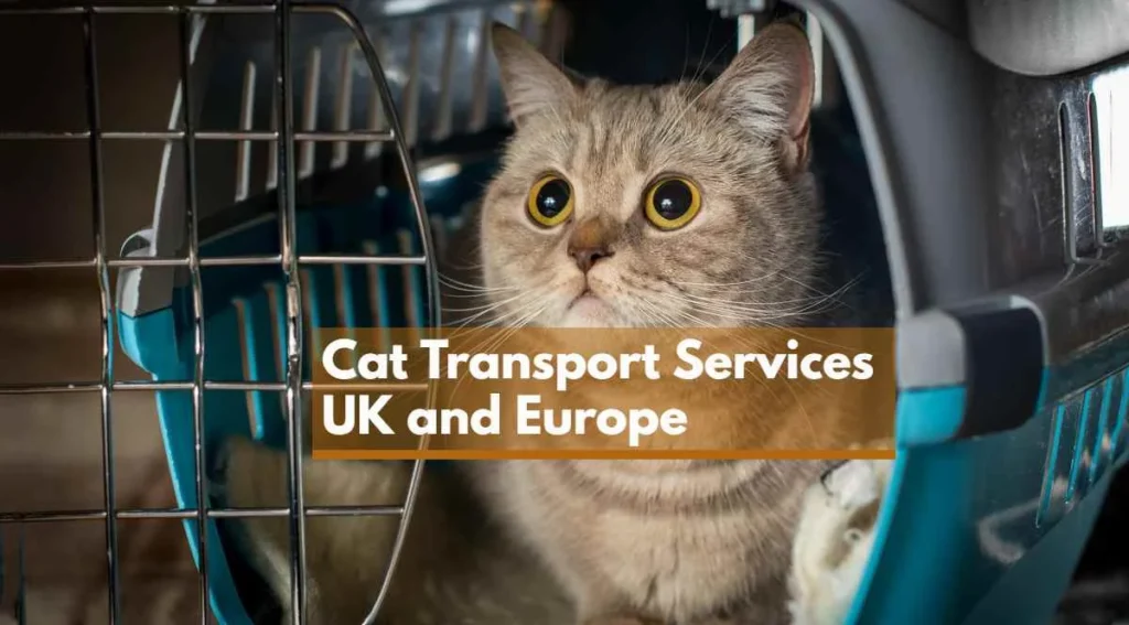 cat transportation in UK