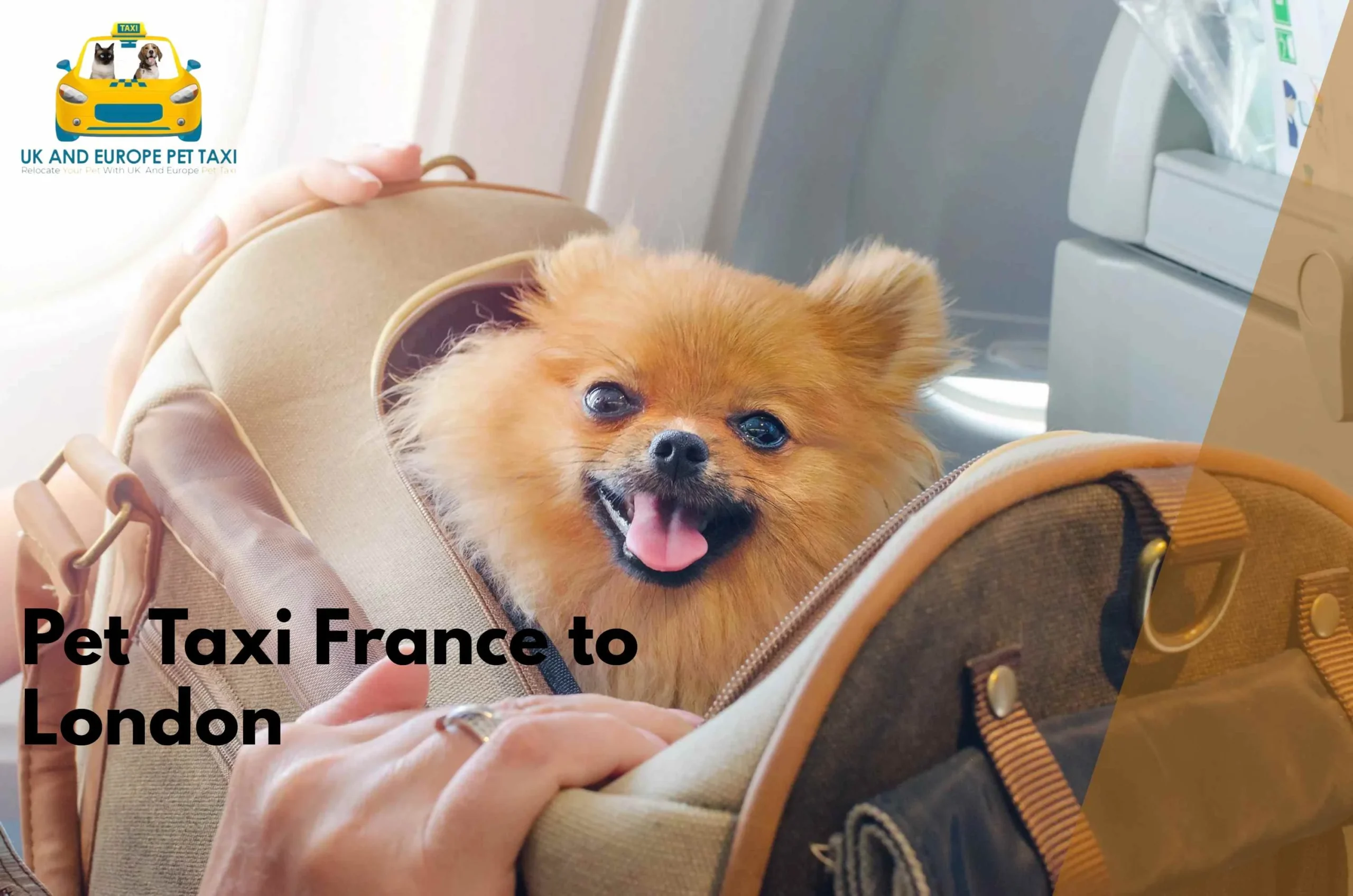 pet taxi France to London