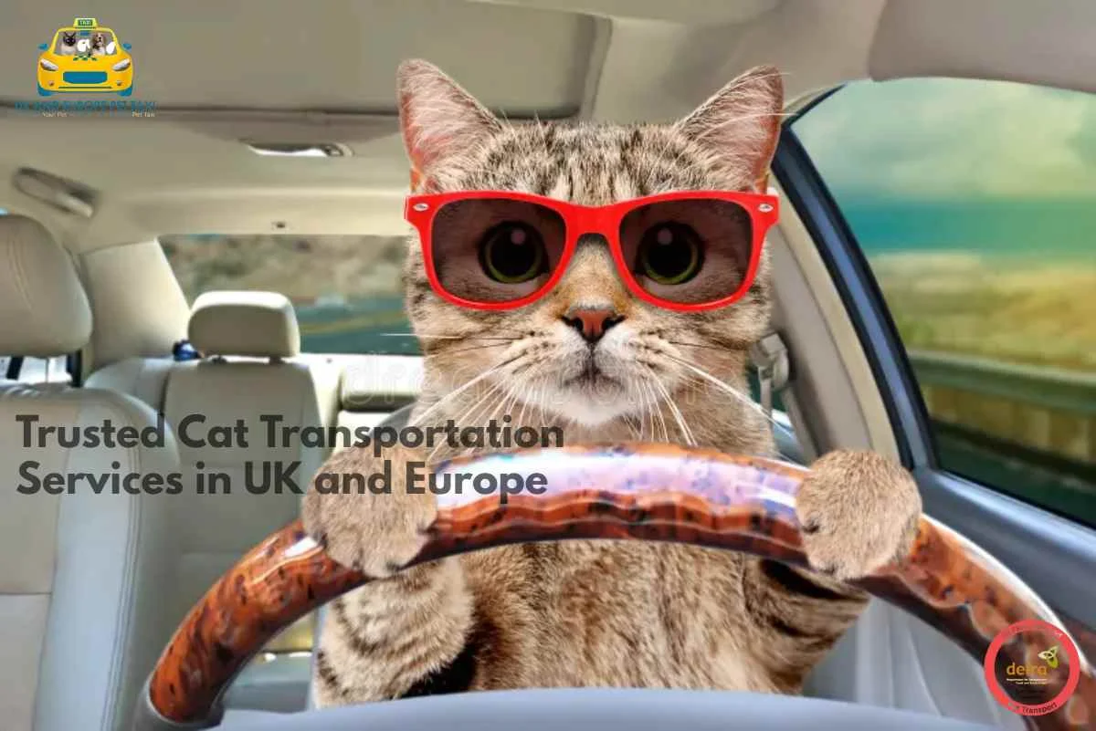 cat transportation