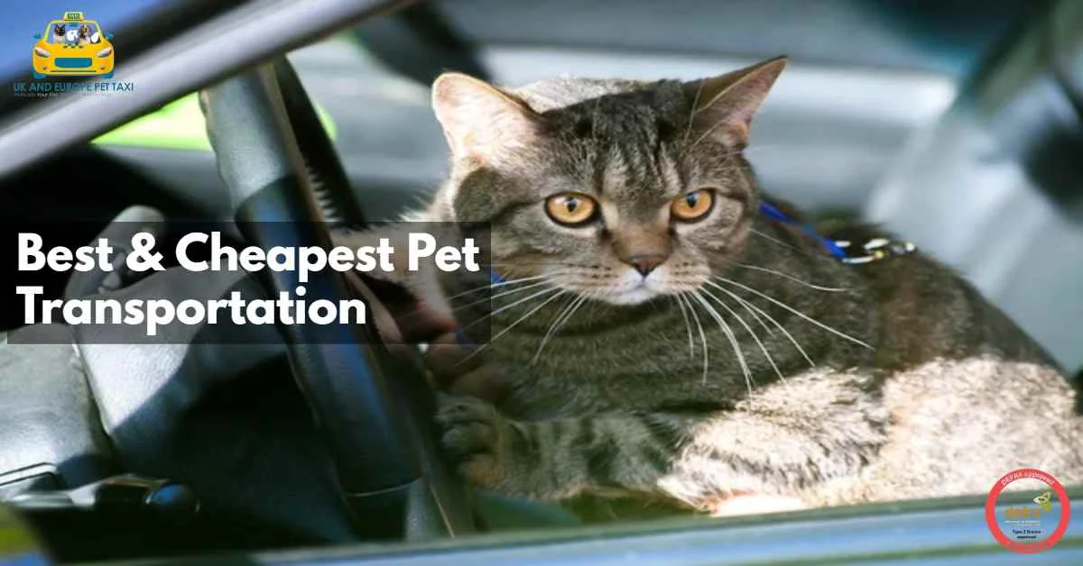 pet transportation
