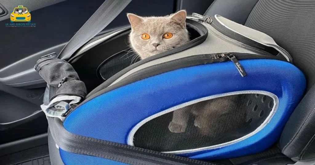 How to Choose the Best Pet Taxi London & France