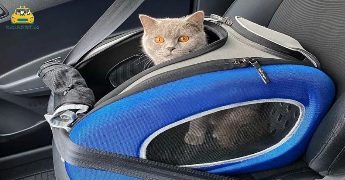 How to Choose the Best Pet Taxi London & France