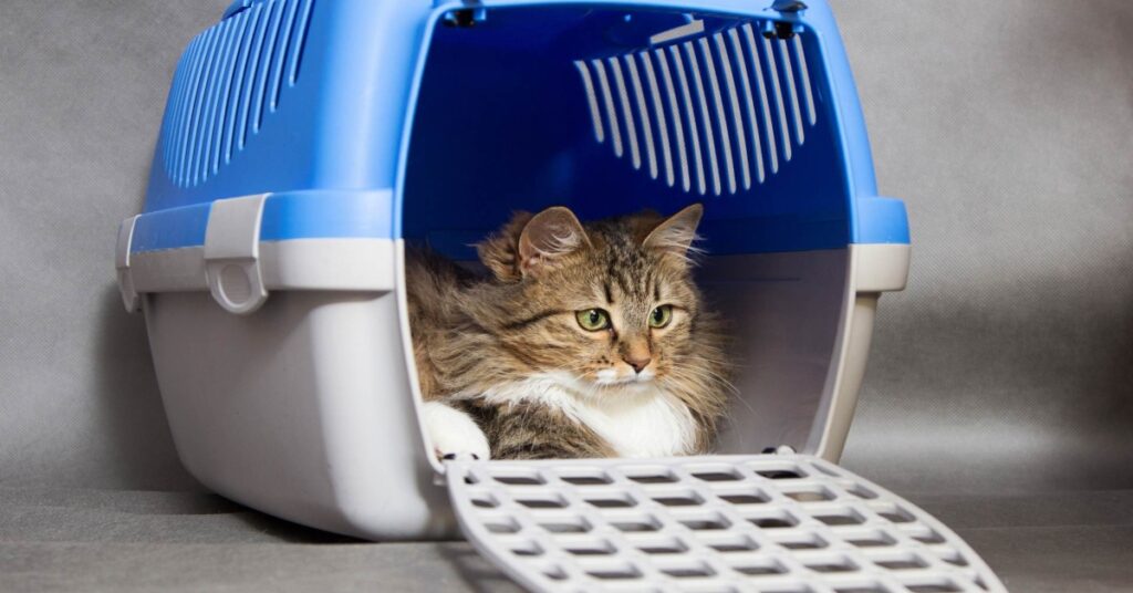 pet transport