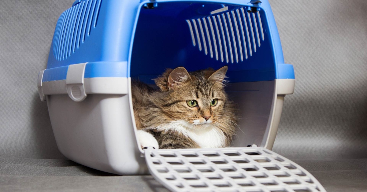 pet transport
