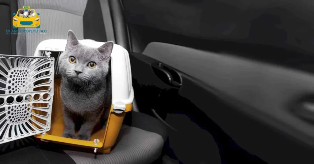 No.1 Best Reliable Pet Transport Europe to UK