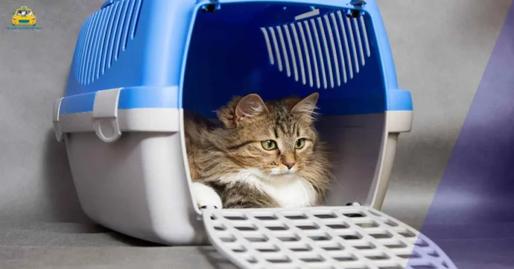 pet transport services