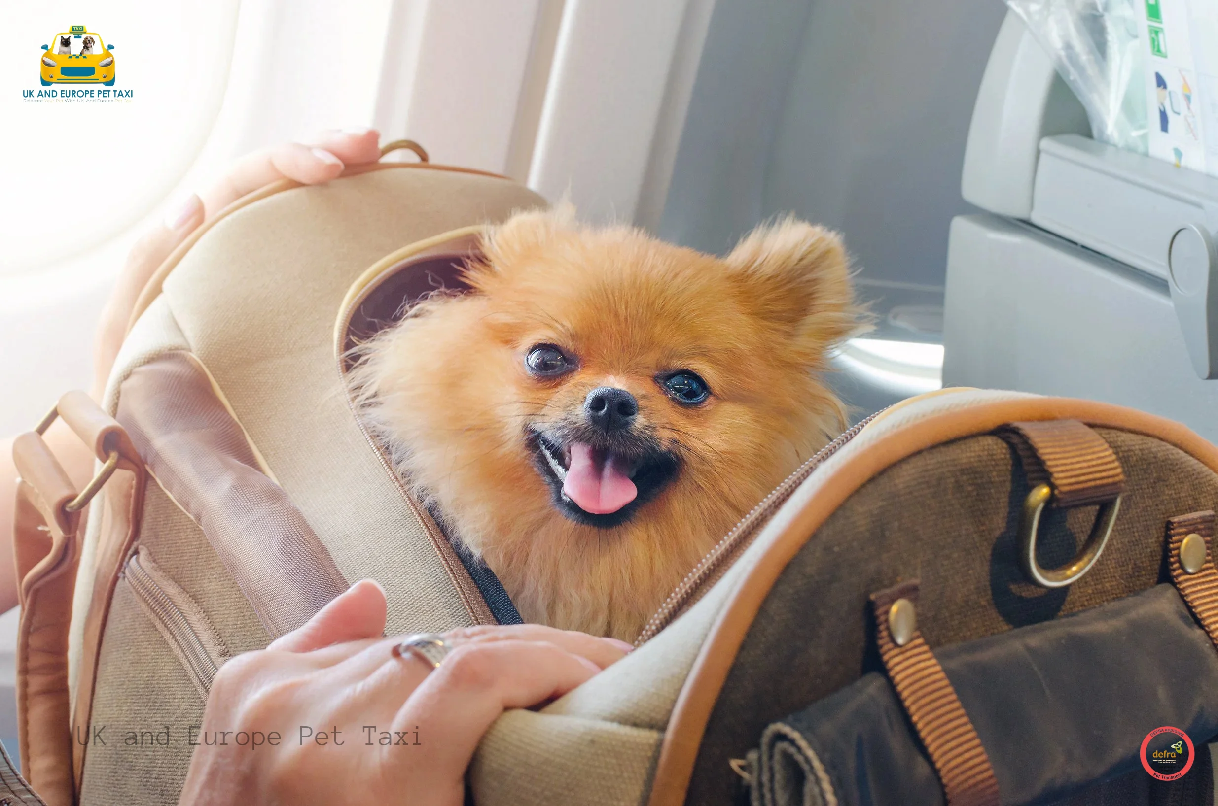 pet taxi company UK