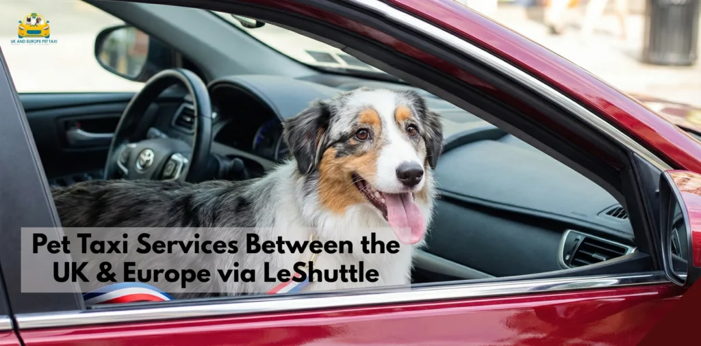 pet taxi services