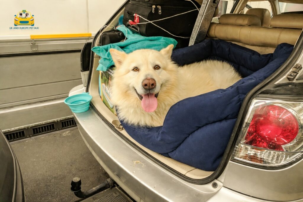 pet taxi London to Frankfurt